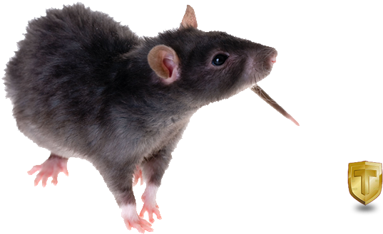 Black Rat Png Image Download - Black Rat Transparent (900x350), Png Download