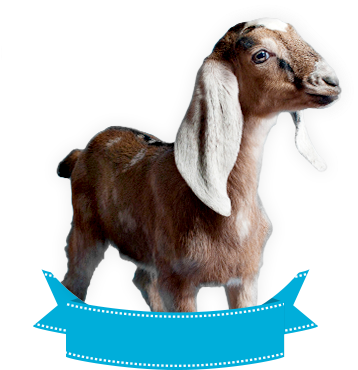 Nubians - Blue (377x370), Png Download