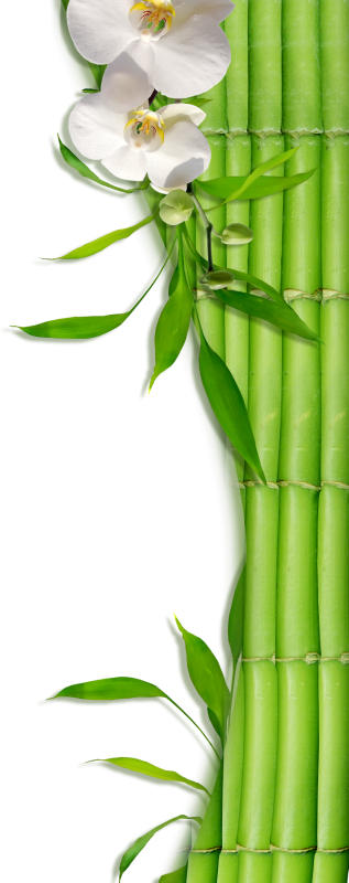 Bamboo Zen & Spa - Bamboo (317x800), Png Download