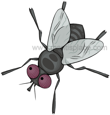 Small Order Approximately 100 Pupae - Small Fly Cartoon (498x509), Png Download