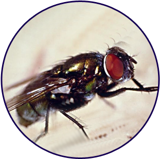 Closeup Of Housefly - Fly (500x325), Png Download