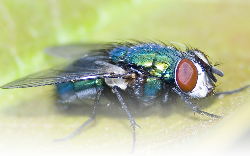 Locally Owned And Operated - Green Bottle Fly (800x500), Png Download
