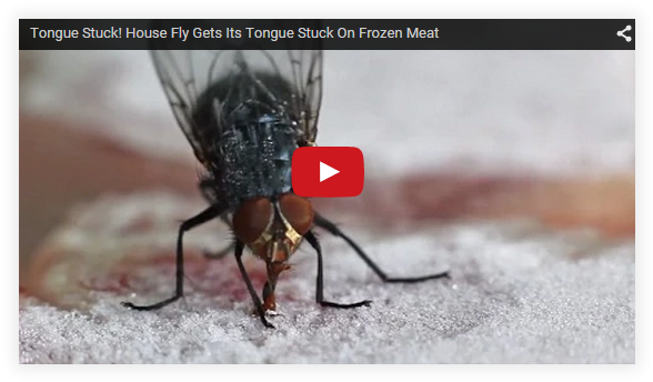 Now Here's Something You Don't See Everyday - Tongue Of A Fly (595x351), Png Download