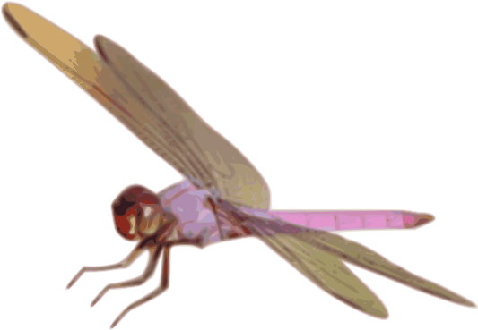 Free Dragonfly Free Dragonfly - Clip Art (800x618), Png Download