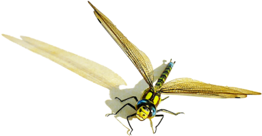 Illustrations - Hd Transparent Dragonfly (500x298), Png Download
