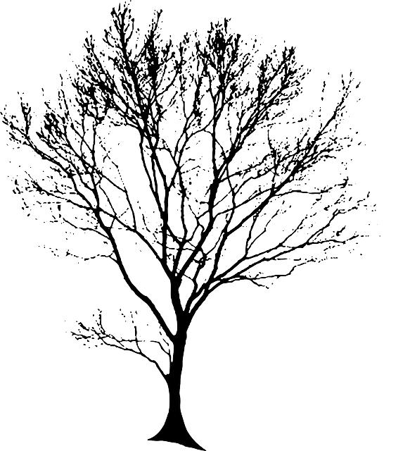 Tree, Silhouette, Black - Oak Tree Line Art (583x640), Png Download