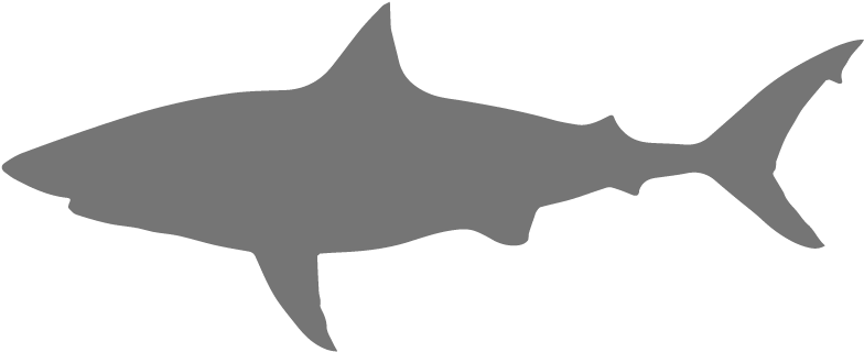 Great White Shark - Portable Network Graphics (800x342), Png Download