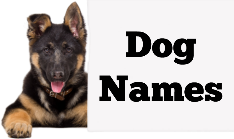 Dog Names - Baby New Names 2018 Muslim (800x478), Png Download