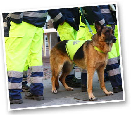 What To Do - German Shepherd (448x404), Png Download
