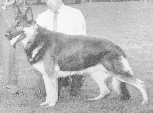 Ch Helmkor's Jolly Rogue Cd Akc Wa499679 Color - Lapponian Herder (500x500), Png Download