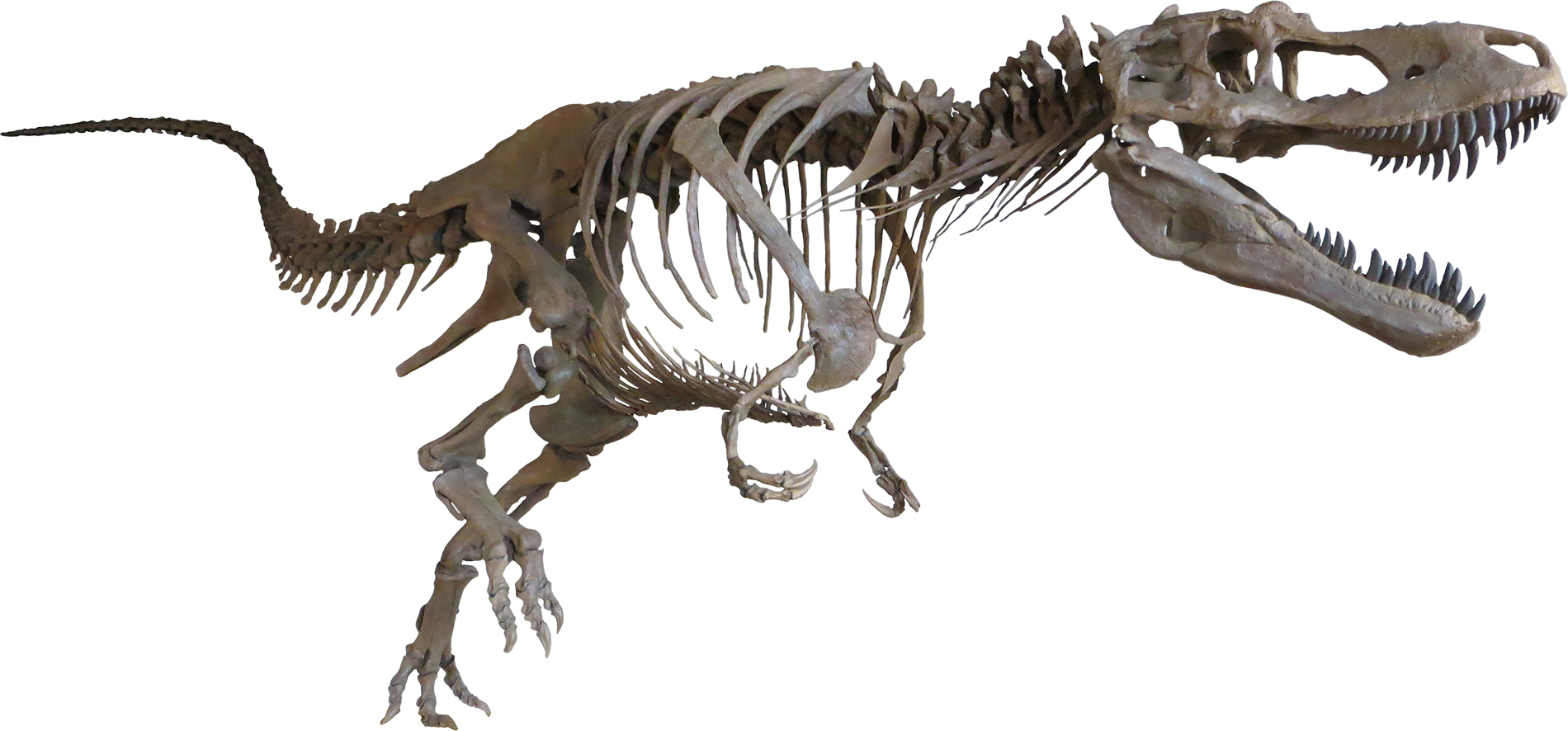 Daspletosaurus Cast Mount - Daspletosaurus Skeleton (1900x886), Png Download