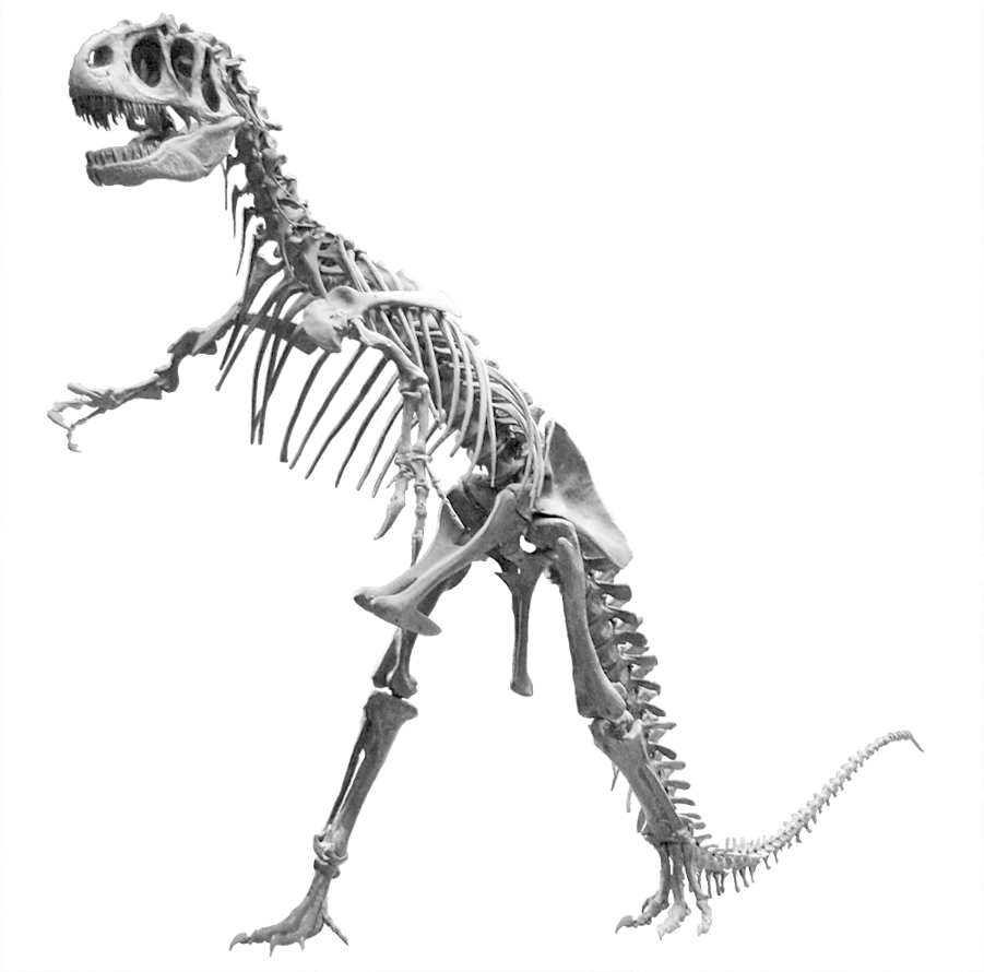 Clipart Resolution 1000*1000 - Allosaurus Skeleton Png (900x900), Png Download