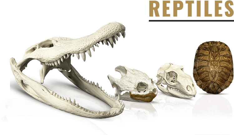 Reptiles & Amphibians - Skeletons: Museum Of Osteology (787x452), Png Download