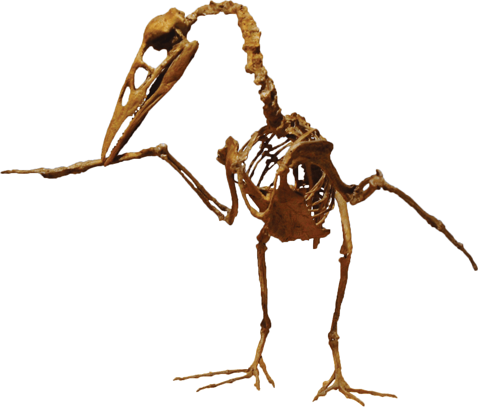 This Week In Dinosaur News - Ichthyornis Dispar (1538x1309), Png Download