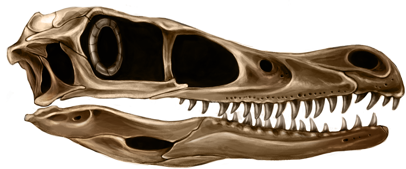 Specifically, My Research And Goal Is To Explore And - Skull (1920x1484), Png Download