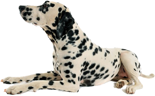 Dog Png - Dog Laying Down No Background (600x375), Png Download