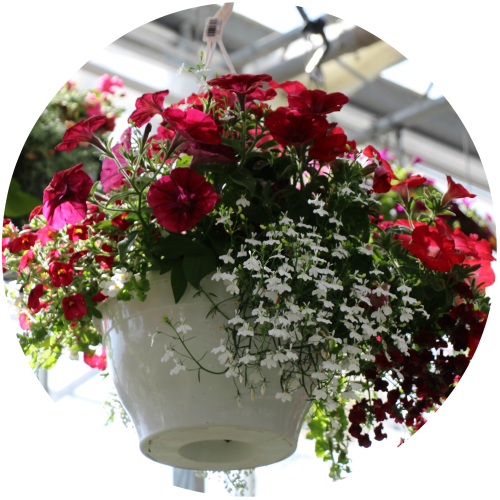 30cm Hanging Baskets - Bouquet (500x500), Png Download