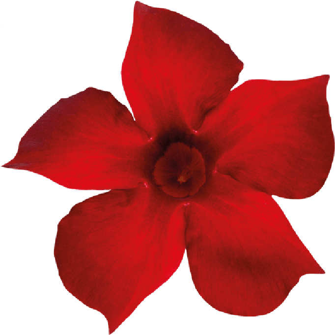 Sundaville Beauty Red - Rocktrumpet (871x1111), Png Download