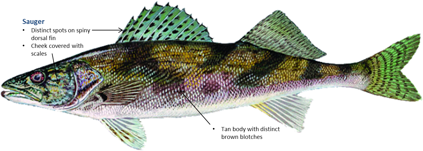 Sauger - Sauger Vs Walleye Vs Saugeye (1500x593), Png Download