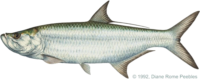All-tackle World Records - Alabama State Fish Tarpon (720x360), Png Download