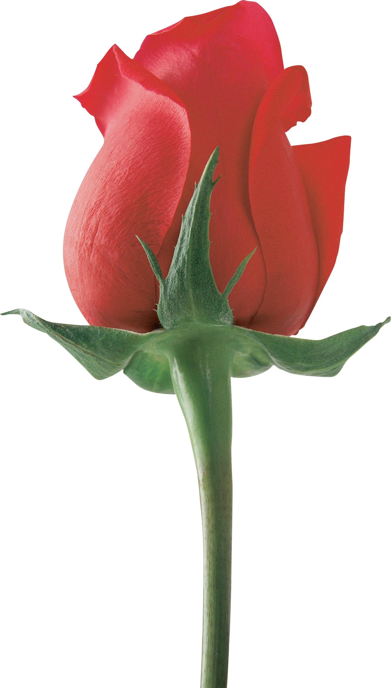 Love Flower For Girlfriend (1513x2659), Png Download