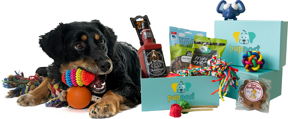 Toys And Treats We Guarantee Your Dog Will Love - Companion Dog (1190x492), Png Download