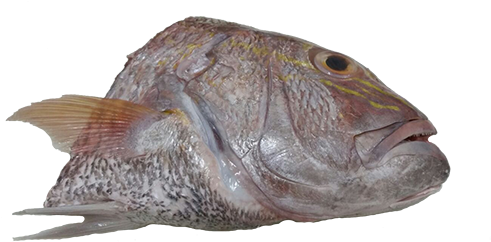 Red Seabream (500x500), Png Download