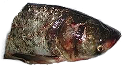 Gulf Flounder (500x500), Png Download