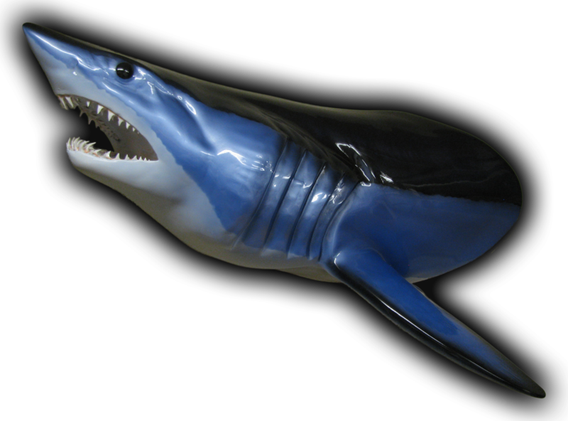 Shark Head Mount Fish Mount - Blue Whale (800x592), Png Download