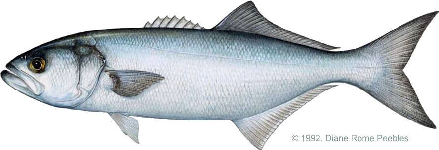 All-tackle World Records - Blue Fish (900x316), Png Download