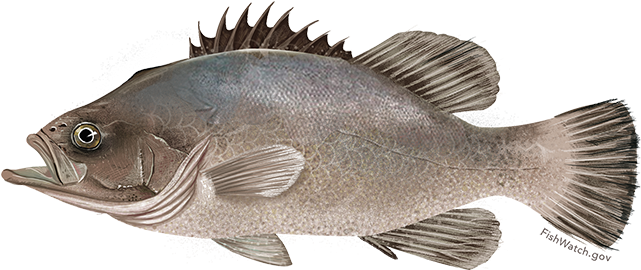 Wreckfish - Wreckfishes (640x427), Png Download