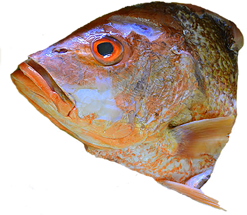 Head Of Fish Png (500x500), Png Download