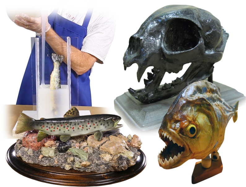 Taxidermy - Ray-finned Fish (800x612), Png Download