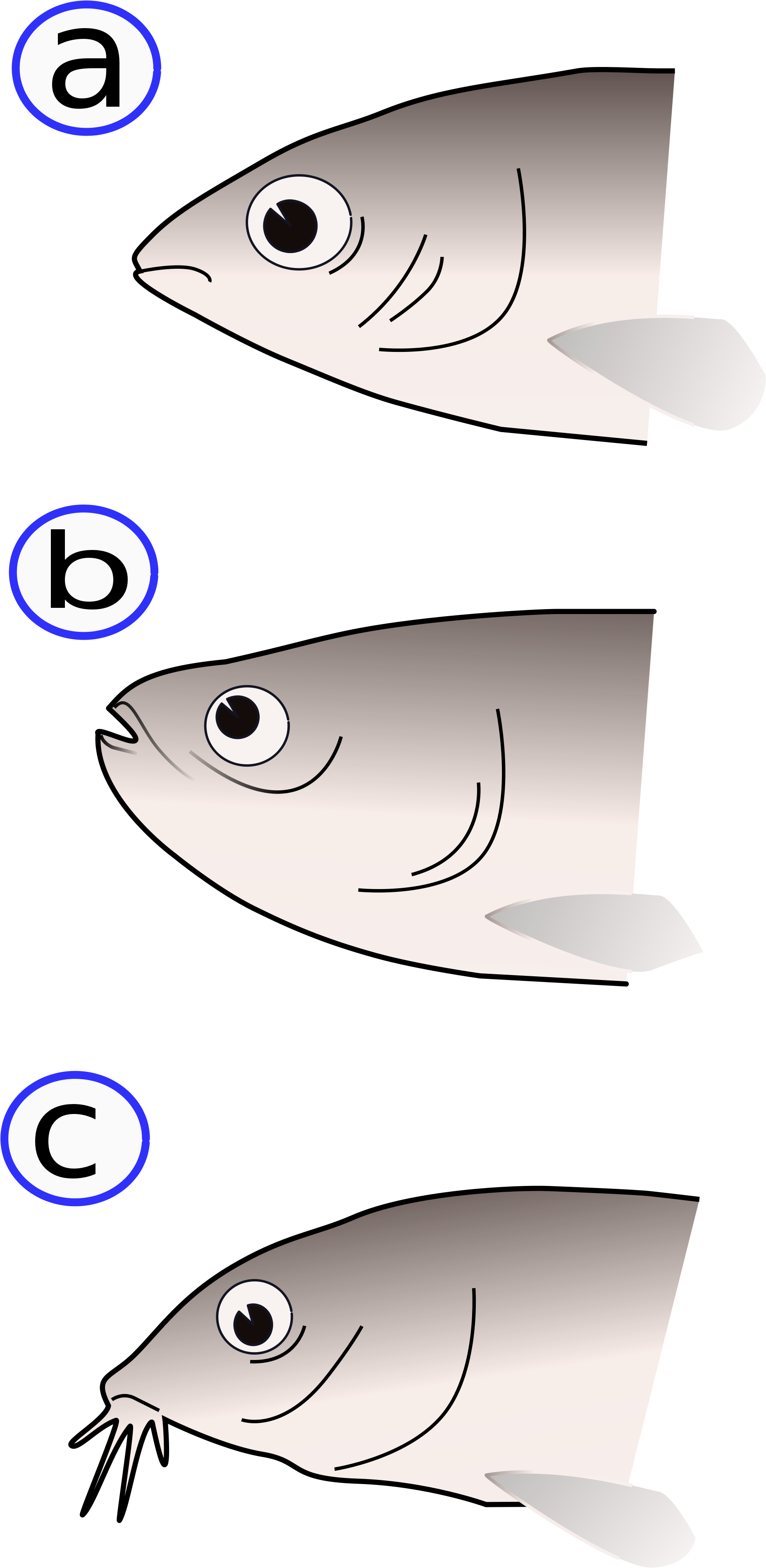 голодная рыба картинки. рыбы фото. дальневосточные лососевые рыбы. большеротый буффало рыба. рыба орет.
