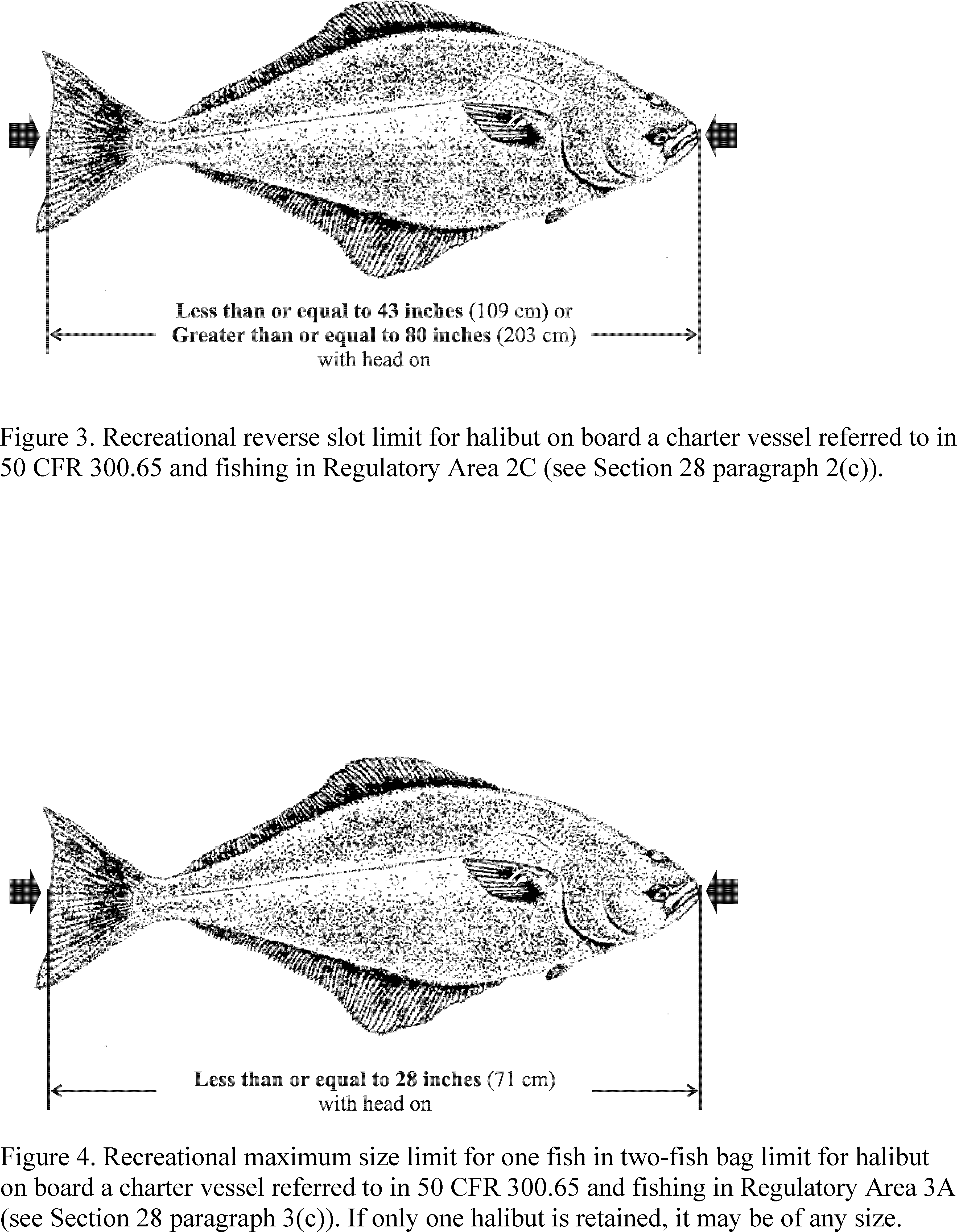 Classification - Sole (3596x4631), Png Download