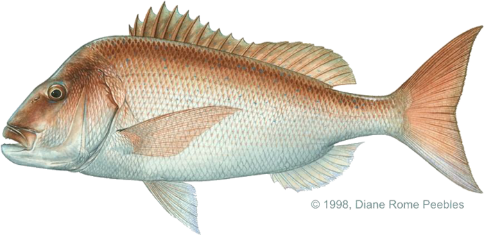All-tackle World Records - Australasian Snapper (720x369), Png Download