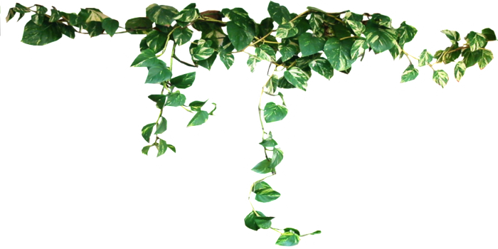 Climbing Vines Transparent, Download Original Version - S.a.d. Gmbh Vengeance, Lost Love, 1 Cd-rom Pc-game (700x350), Png Download