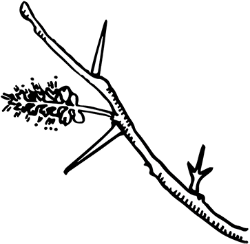 Alternate & Compound - Leaf (400x389), Png Download