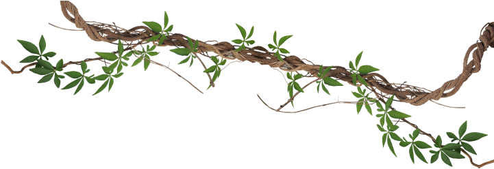 Branch-768x262 - Hedge Bindweed (768x262), Png Download