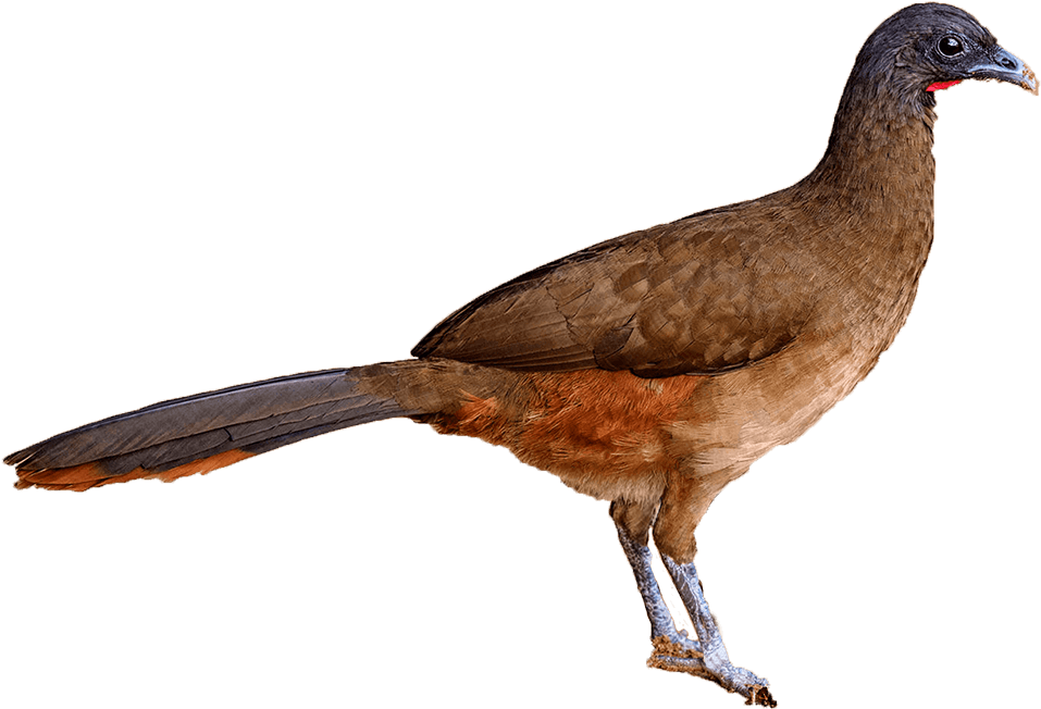 The National Birds Of Trinidad & Tobago - Cocrico Of Trinidad And Tobago (1000x651), Png Download