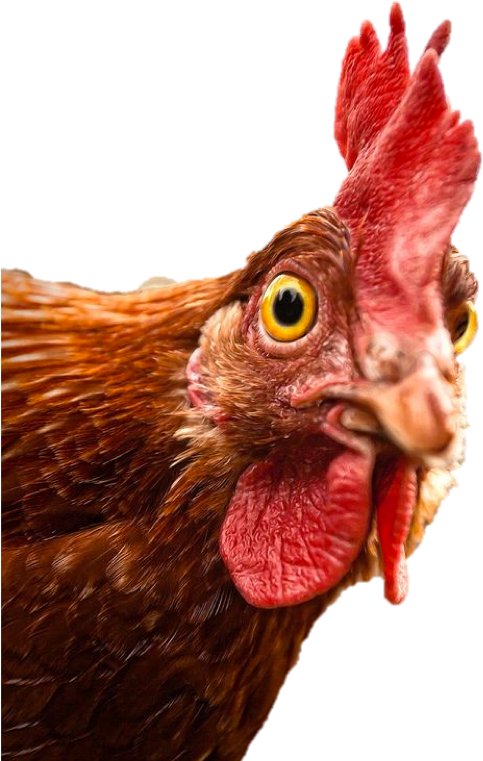 Chicken Duties - Startled Chicken (602x831), Png Download