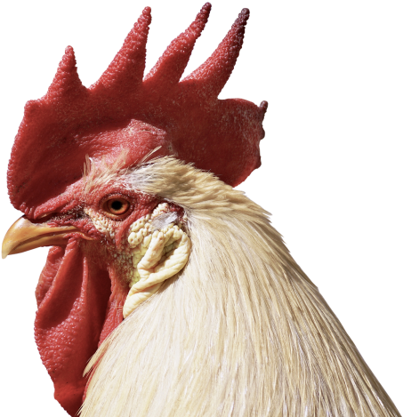 Rooster (500x475), Png Download
