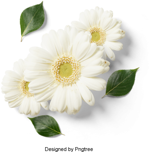 Beautiful Fresh Flower Petals, Flowers, Petals, Leaves - Psd พื้น หลัง ลาย เส้น ดอกไม้ สวย ๆ (360x360), Png Download