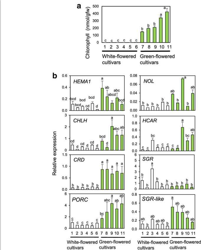 Rt Qpcr Analysis Of Chl Metabolic Genes In Petals Of - Common Fig (850x846), Png Download