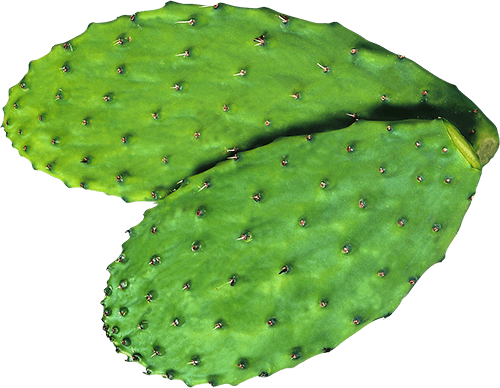The Nopal Cactus Is Just Starting To Emerge On The - Eastern Prickly Pear (500x388), Png Download