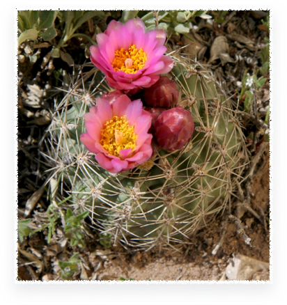 Bukinczia Cabulica - Sclerocactus Brevispinus (412x438), Png Download