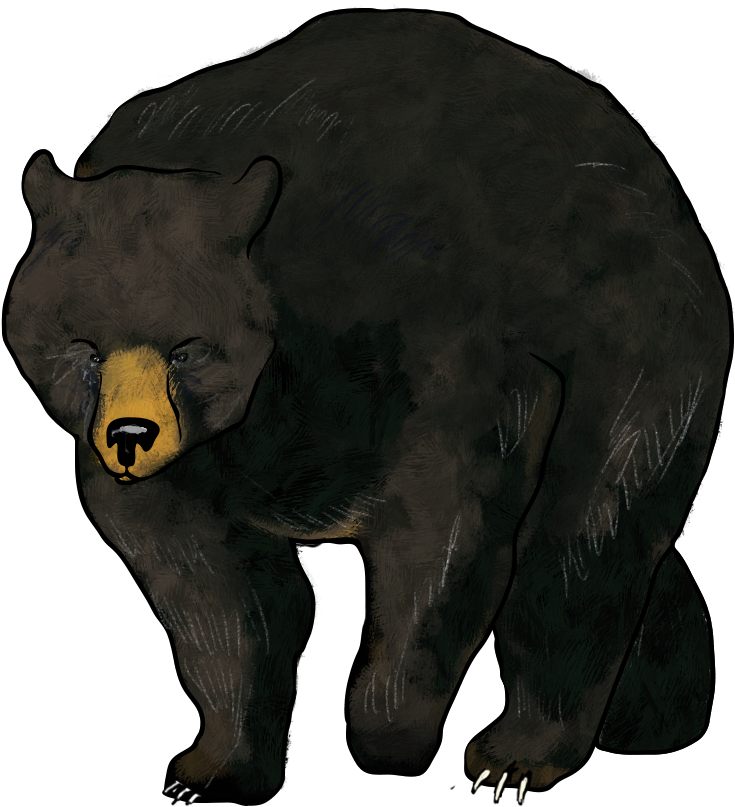 Bear (1000x1000), Png Download