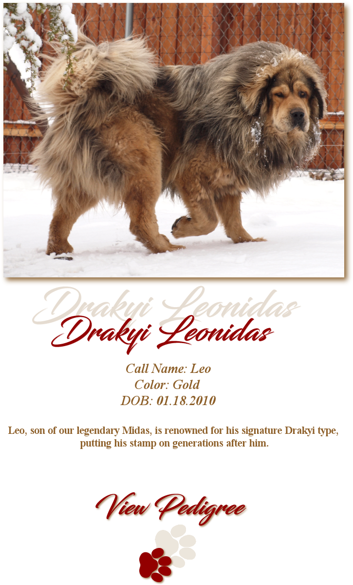 About Us - Dog (1093x1316), Png Download