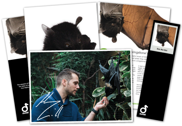 Ben The Bat Adoption - Henry Cavill Ben The Bat (600x470), Png Download
