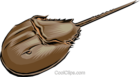 Horseshoe Crab Royalty Free Vector Clip Art Illustration - Horseshoe Crab Clipart (480x263), Png Download